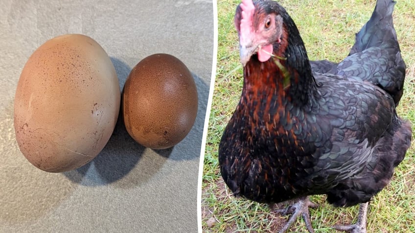 An enormous egg appears next to a standard-sized egg, left. The hen that laid the oversized egg is shown, right.