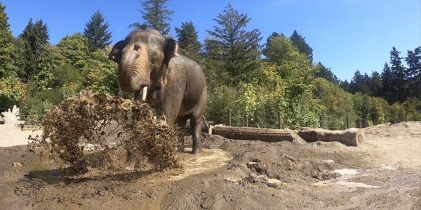 famous elephant celebrates his 15th birthday with pool party at oregon zoo see the adorable photos