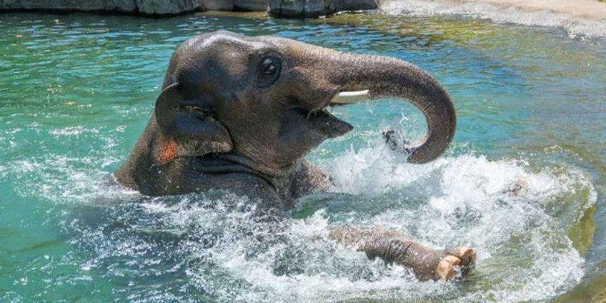 famous elephant celebrates his 15th birthday with pool party at oregon zoo see the adorable photos