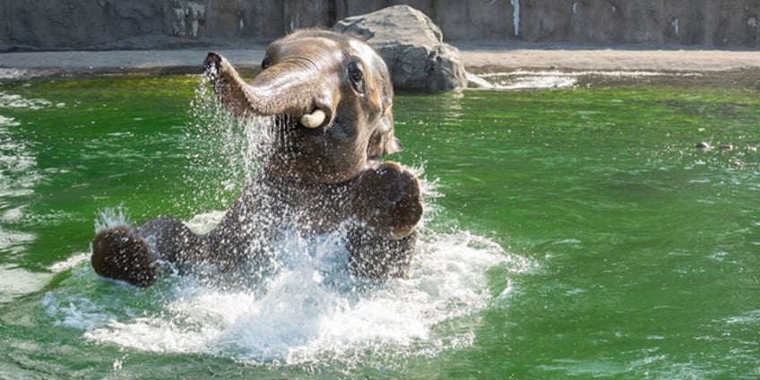 famous elephant celebrates his 15th birthday with pool party at oregon zoo see the adorable photos