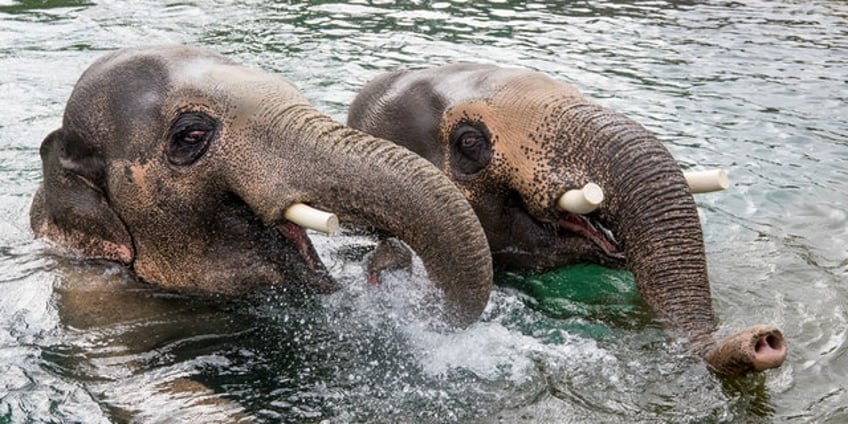 famous elephant celebrates his 15th birthday with pool party at oregon zoo see the adorable photos