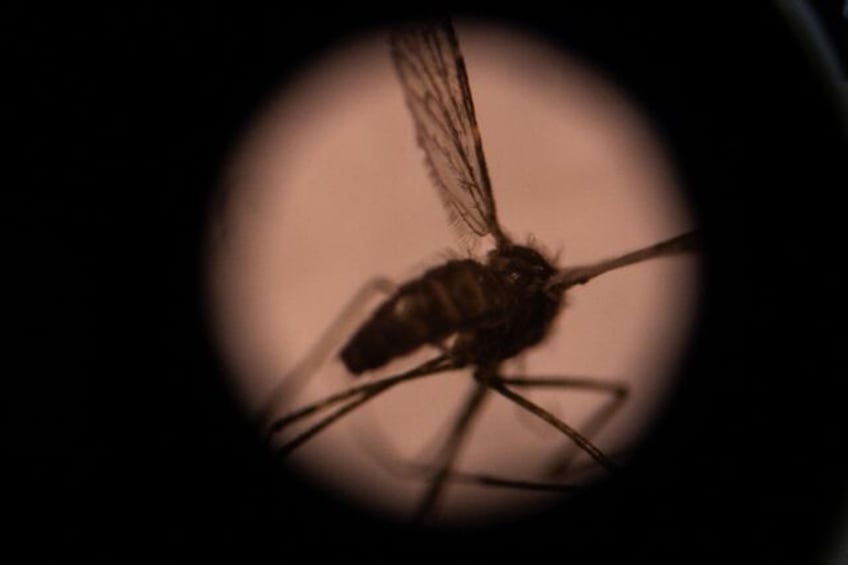 A mosquito is seen through a microscope in a laboratory in Burkina Faso's capital Ouagadou