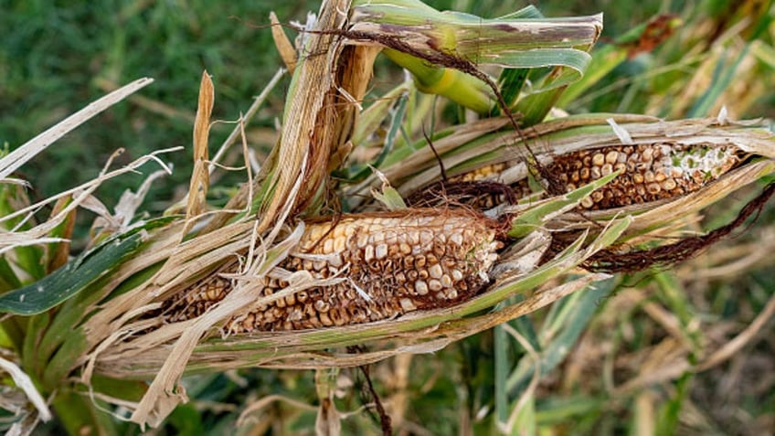 Corn in Italy