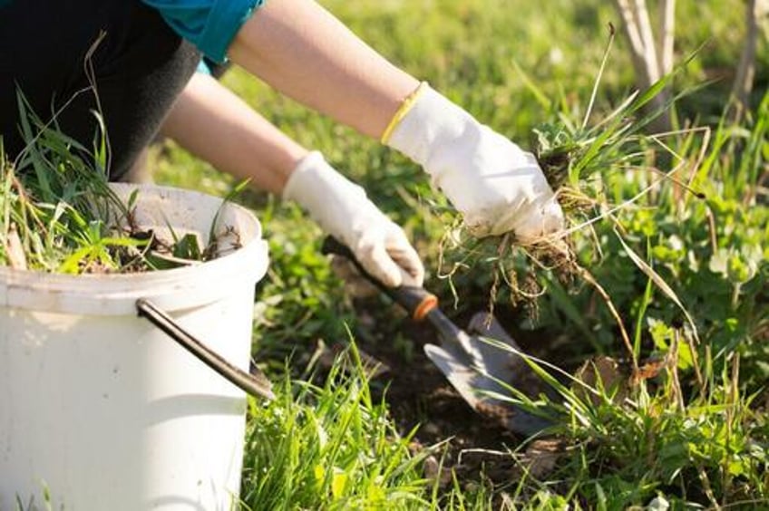 farming robot kills 200000 weeds per hour with lasers