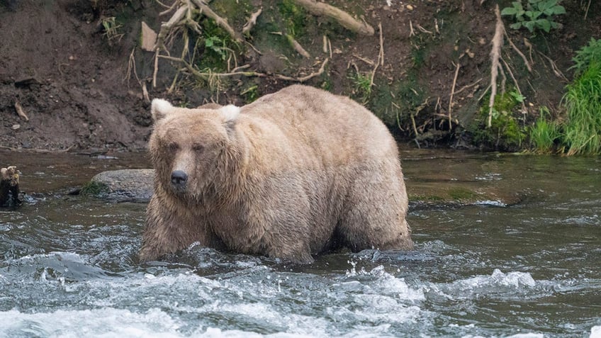 fat bear week winner crowned in landslide victory an annual celebration of success