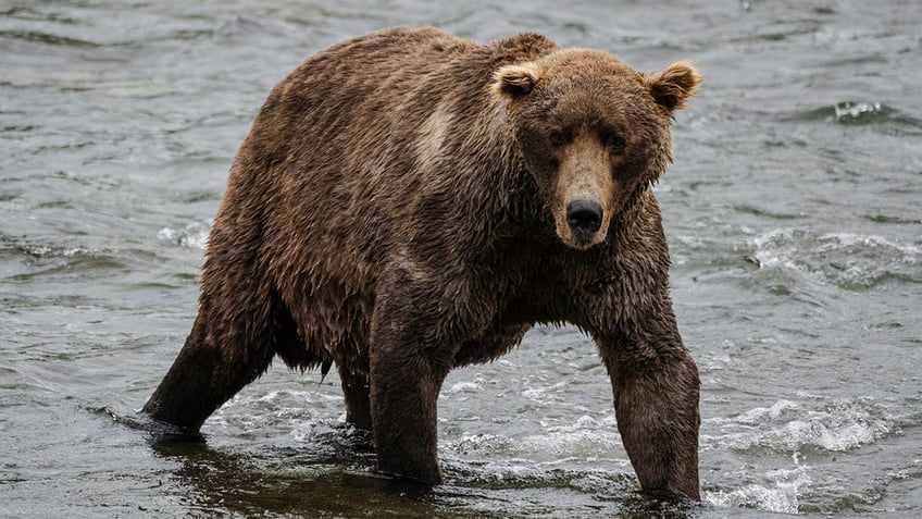 fat bear week winner crowned in landslide victory an annual celebration of success