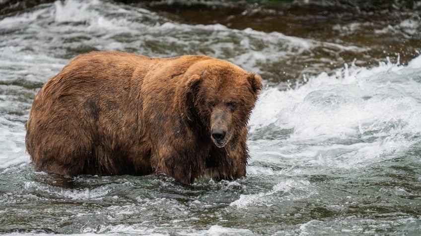 fat bear week winner crowned in landslide victory an annual celebration of success