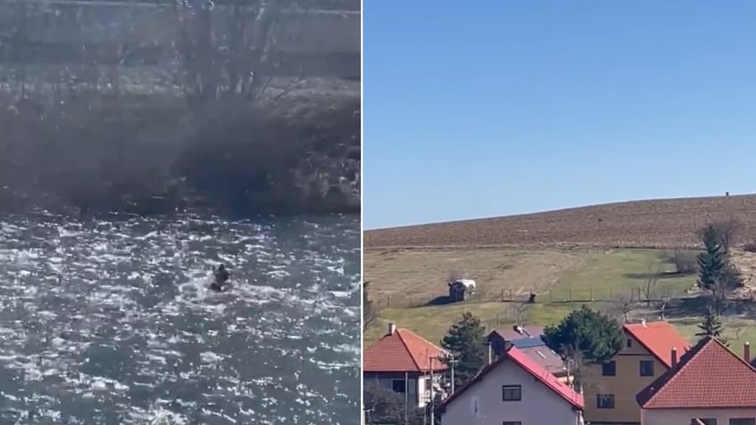 Split image of bear swimming, running in field