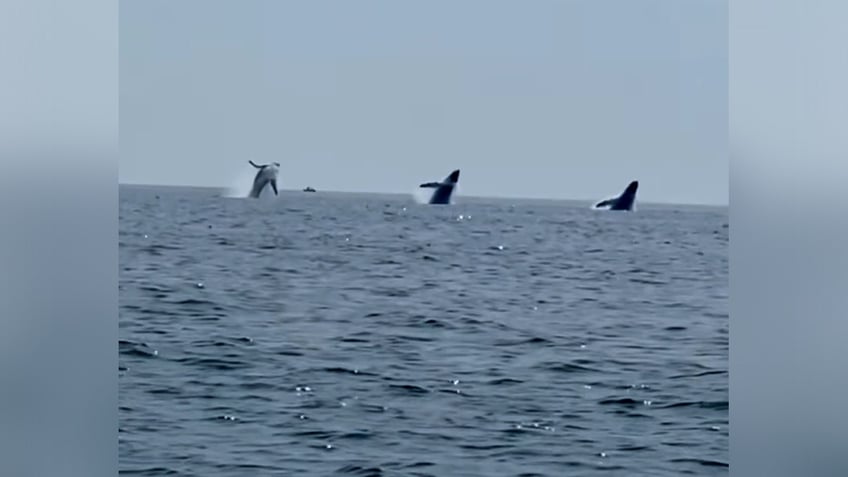 father captures rare breach of three synchronized whales off cape cod on birthday trip icing on the cake