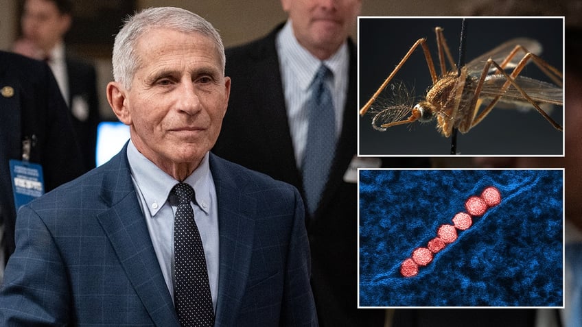 Dr. Anthony Fauci, West Nile virus and a mosquito.