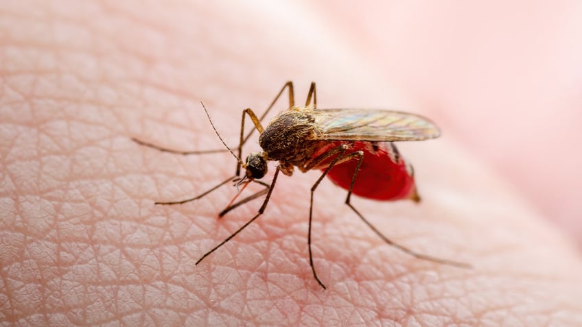 Mosquito on skin