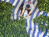 FDA says Florida cucumbers linked to salmonella outbreak in 15 states