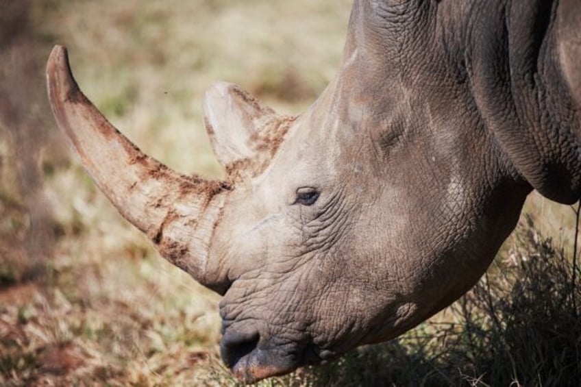 Africa had nearly 23,300 specimens of rhino at the end of 2022, a more than five-percent