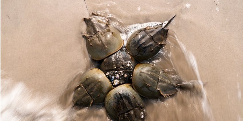 federal government shuts down horseshoe crab harvesting to give species a chance to reproduce