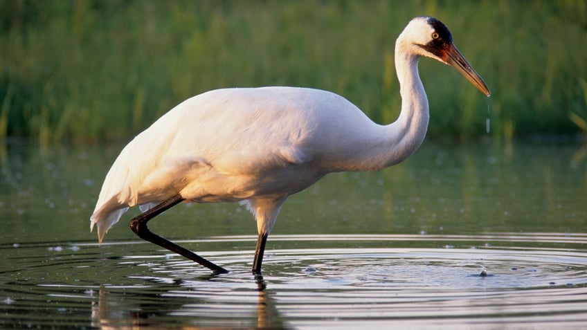 Whooping crane