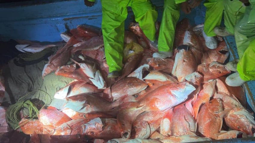 Close-up of caught red snappers