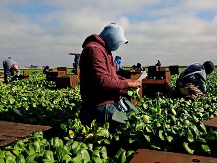 feds washington farm used h 2a visa program to import cheaper foreign workers