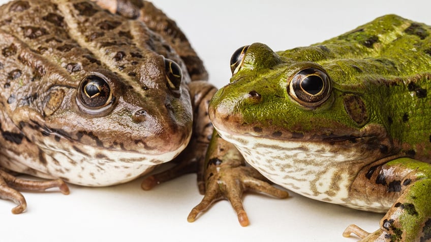 female frogs fake their own deaths to avoid unwanted male interaction study says