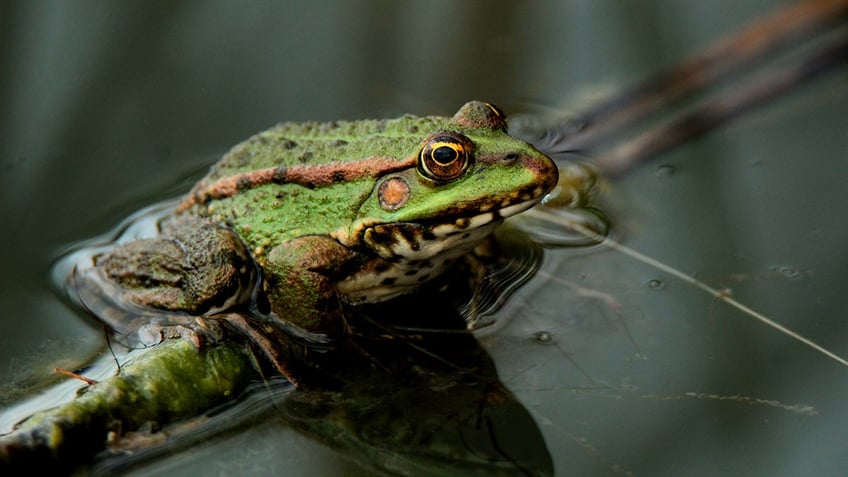 female frogs fake their own deaths to avoid unwanted male interaction study says