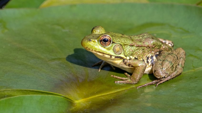 female frogs fake their own deaths to avoid unwanted male interaction study says