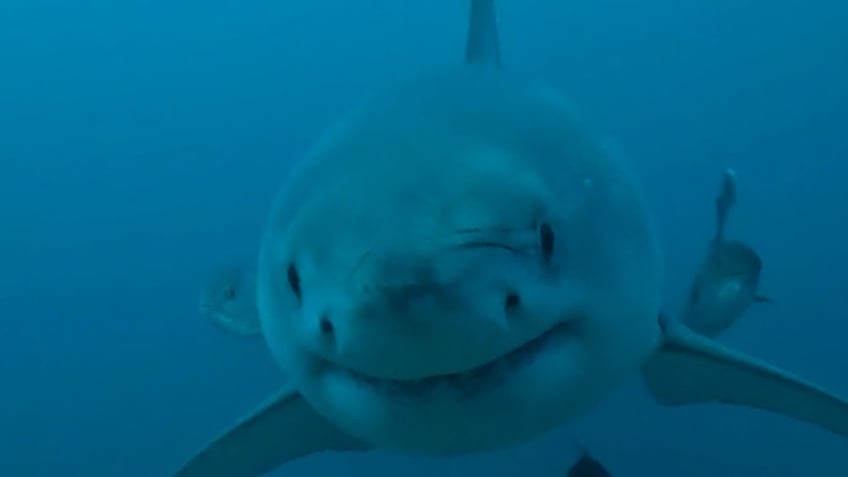 Great white shark approaching underwater camera