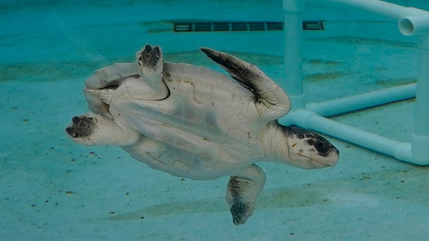 Recovering sea turtle in tank