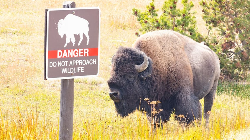 fiance of arizona woman gored tossed in air by yellowstone bison details attack