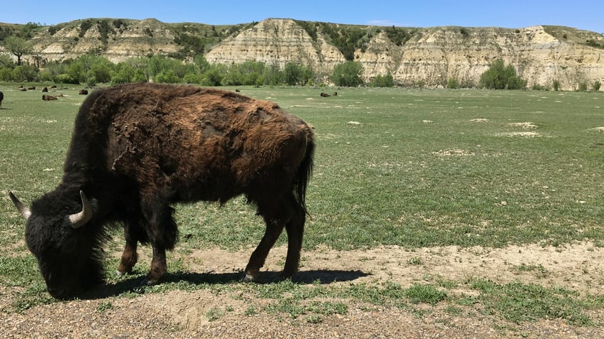 fiance of arizona woman gored tossed in air by yellowstone bison details attack