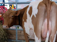 Fiberglass cows? Some state fairs aren’t taking any chances with bird flu concerns