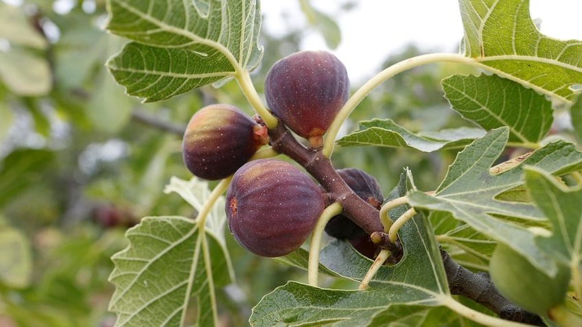 Fig tree