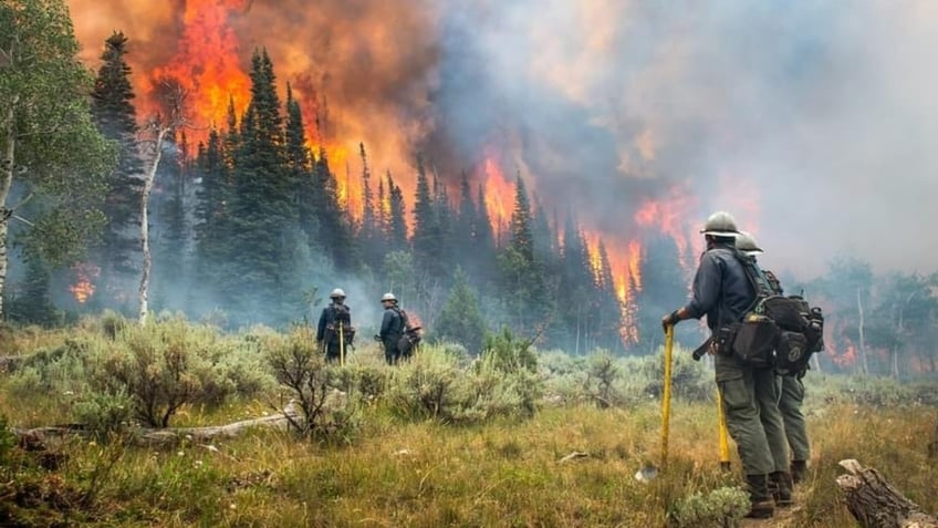 fire other ravages jeopardize californias prized forests