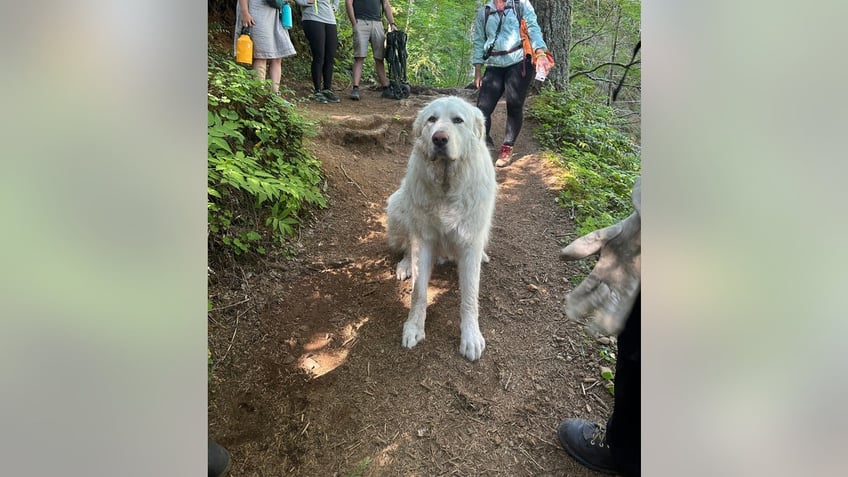 dog rescue saddle mountain