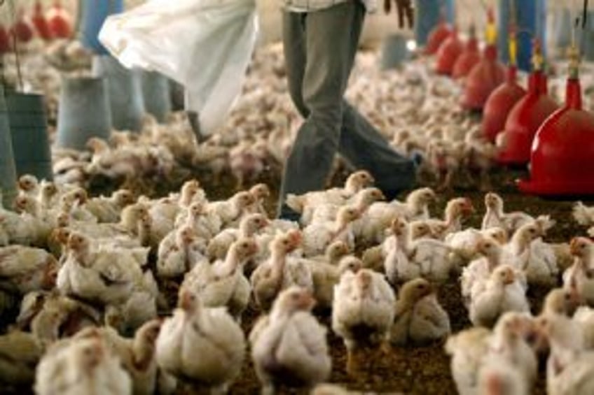 First bird flu patient in U.S. dies in Louisiana