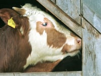 First case of mad cow disease in 2 years reported in UK
