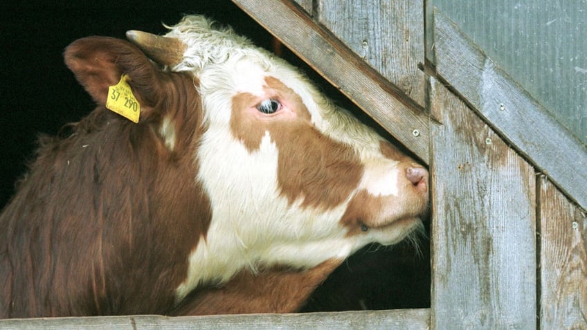 An organically-raised cow sticks her head out of a barn March 1, 2001 on an organic farm in Arnbruck, Germany.