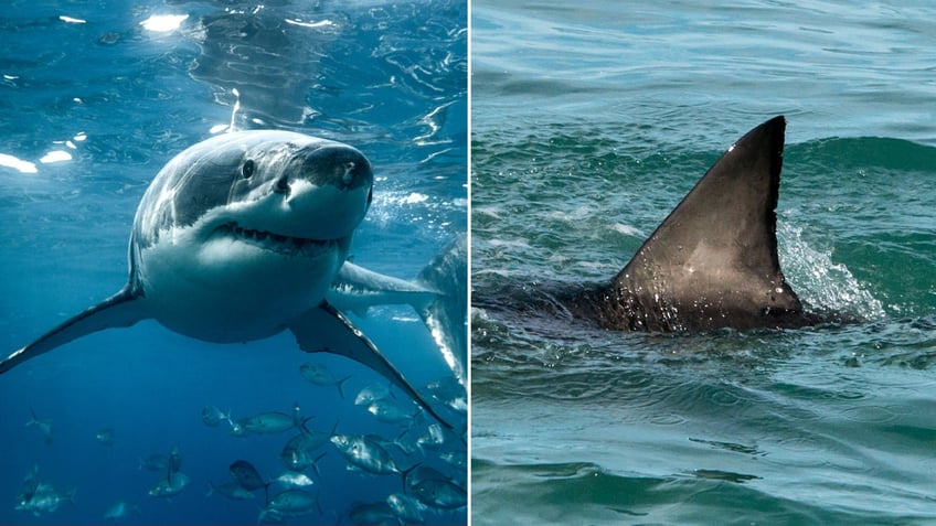 great white shark split