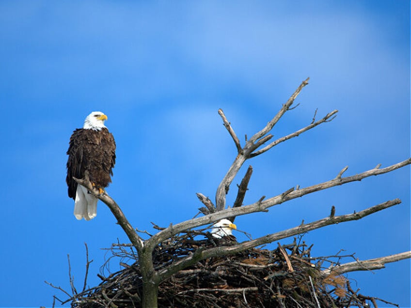 Bald Eagle Perched on Tree Branch