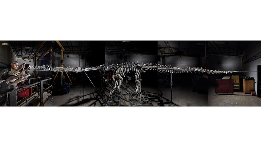 full gnatalie dino skeleton recovery