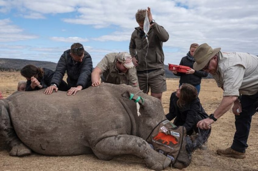 A sedated rhinoceros lies unconscious as professor James Larkin (R) carefully implants rad