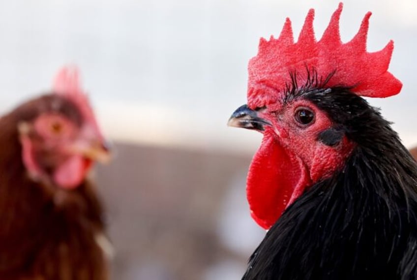 Rescued chickens gather in an aviary at Farm Sanctuary's Southern California Sanctuary on