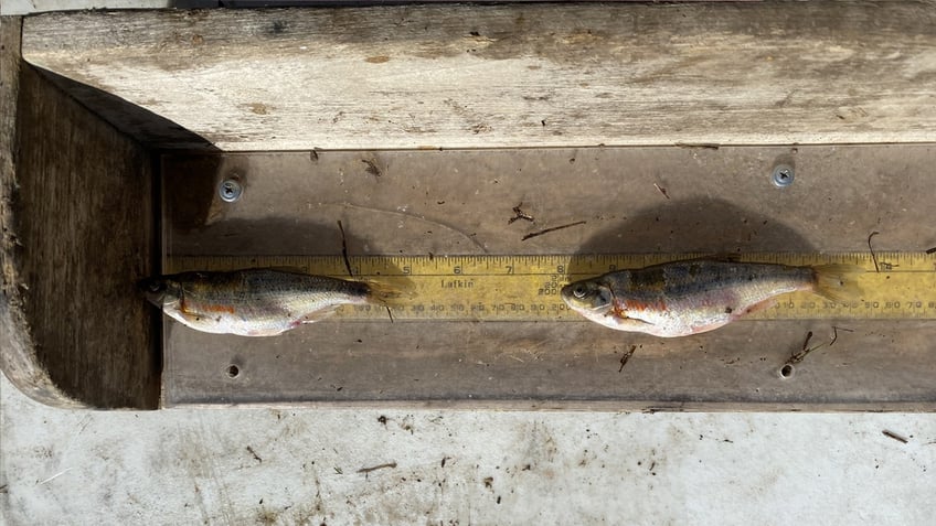 fish illegally released in utah waters have officials reminding residents dont ditch a fish