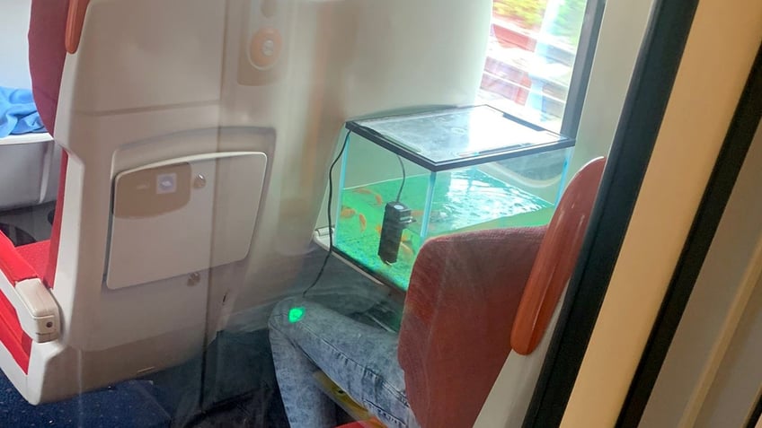 fish travel in style on train as man keeps tanks air filter going most ridiculous thing ive ever seen