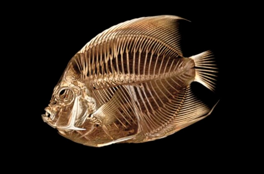 fish with a funny float gets a ct scan at the denver zoo