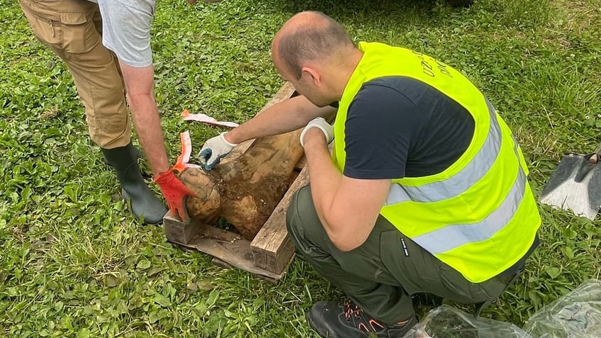 researchers looking at mammoth bone in Poland