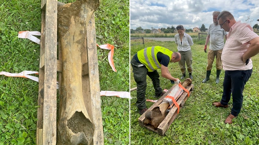 mammoth bone discovery split