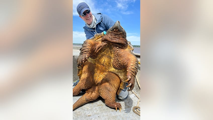 Art-Weston-with-alligator-snapping-turtle