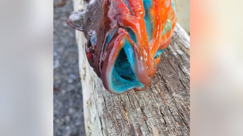 fisherman in alaska reels in catch thats bright blue on the inside pretty crazy