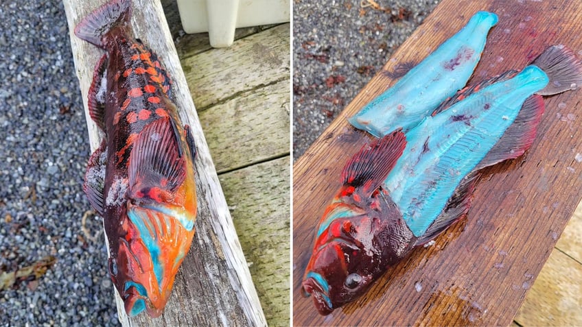 fisherman in alaska reels in catch thats bright blue on the inside pretty crazy