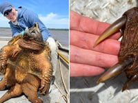 Fisherman reels in 200-pound prehistoric catch, plus our latest American Culture Quiz