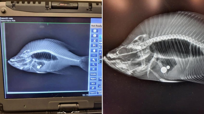 fishermans record revoked after x ray images reveal startling truth